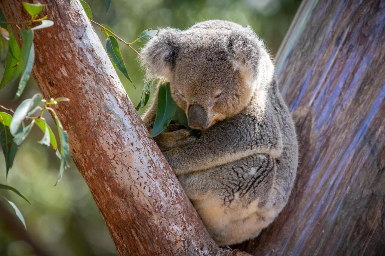 Port Stephens Koala Sanctuary Hotel One Mile Exterior foto