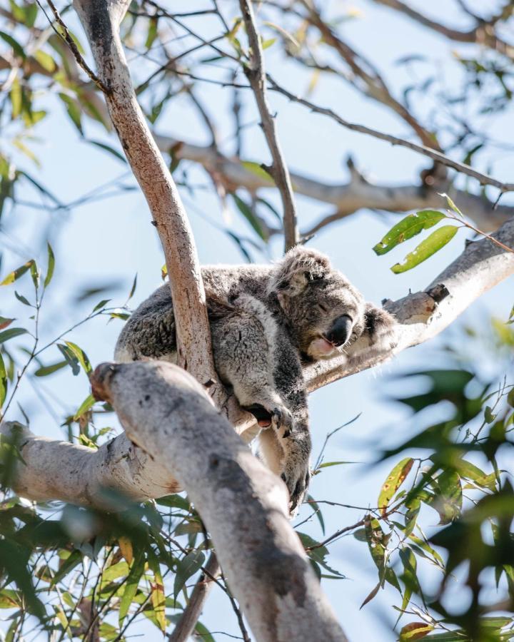Port Stephens Koala Sanctuary Hotel One Mile Exterior foto