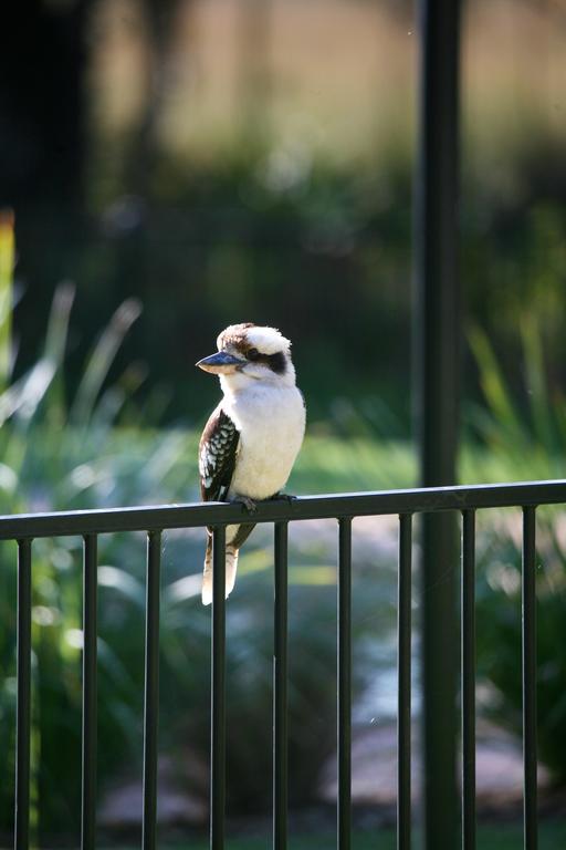 Port Stephens Koala Sanctuary Hotel One Mile Exterior foto